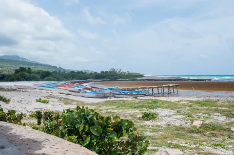 Sargazo — LOS COCOS PEDERNALES (Sur)